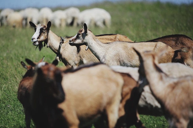 Les vaches sur le champ