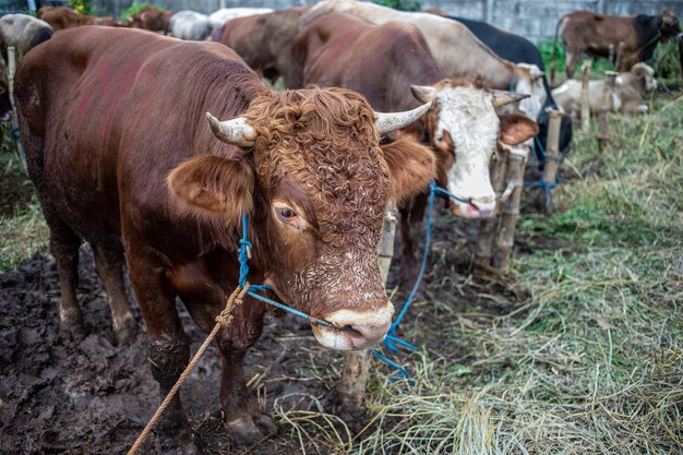 Photo les vaches sur le champ