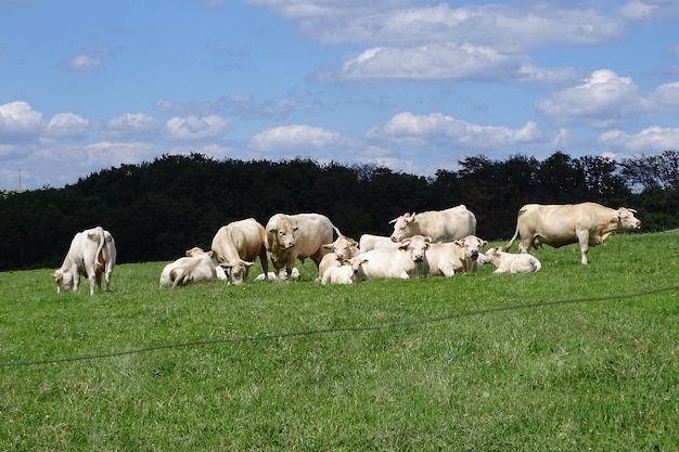 Photo vaches de charolais en été