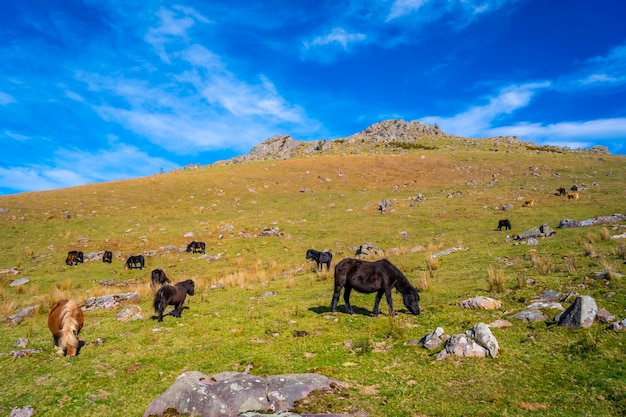 Vaches et chevaux libres au sommet du mont Adarra à Guipuzcoa. pays Basque