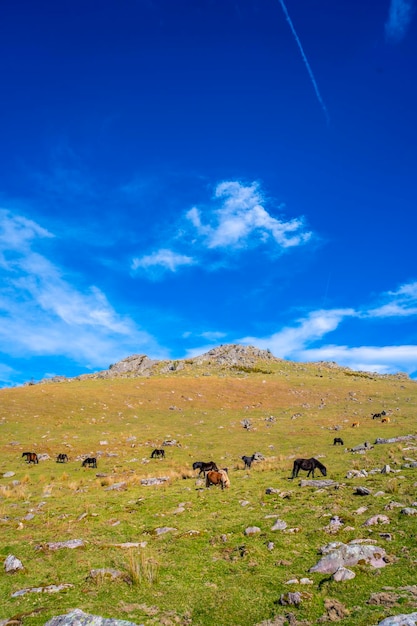 Vaches et chevaux libres reposant au sommet du Mont Adarra en Pays Basque Guipuzcoa