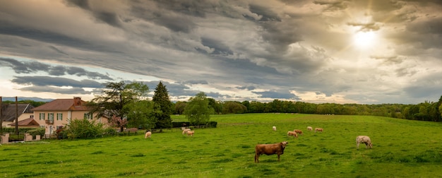 Des vaches et un ciel nuageux menaçant. Nuages menaçants au-dessus du paysage
