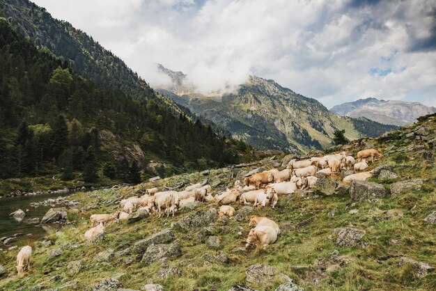 Des vaches avec des cloches autour du cou paissent haut dans les montagnes des Pyrénées