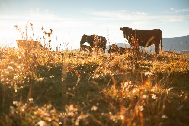 Photo vaches sur les collines avec de l'herbe au lever du soleil. mise au point sélective. beau paysage d'automne. vallée de gil-su dans le caucase du nord, russie