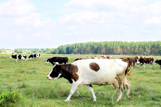 Photo vaches sur un concept de nature de champ