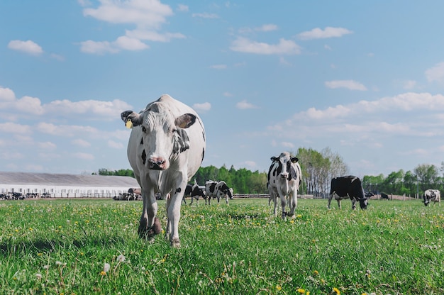 Les vaches contre le ciel et l'herbe verte.