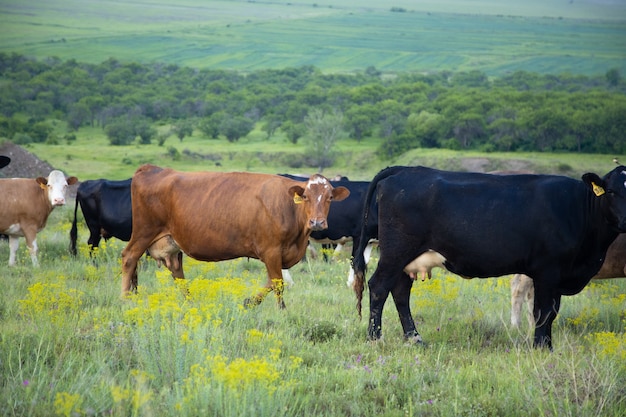 Vaches de couleur dans le champ vert