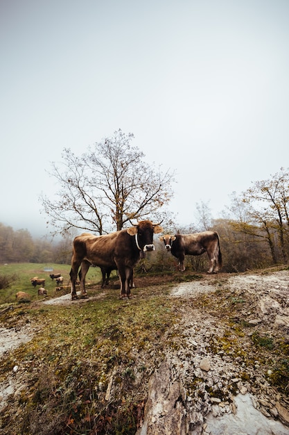 Vaches dans le brouillard