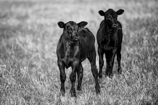 Vaches dans la campagne à l'extérieur Veau de bétail dans l'herbe