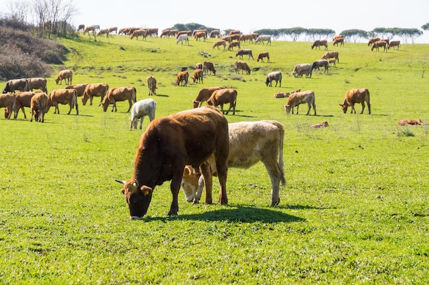 Vaches dans la campagne romaine