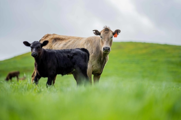 Vaches dans le champ broutant sur l'herbe et les pâturages en Australie dans un ranch agricole