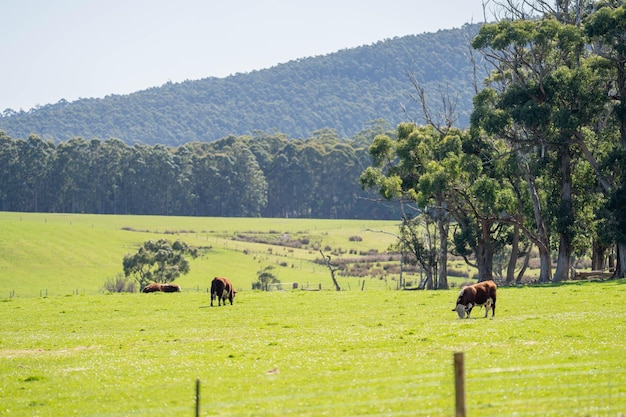 vaches dans un champ dans un paysage agricole à la campagne au printemps