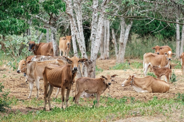 Vaches dans le champ extérieur rural avec des arbres