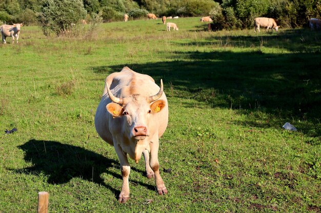 Vaches dans un champ de ferme broutent