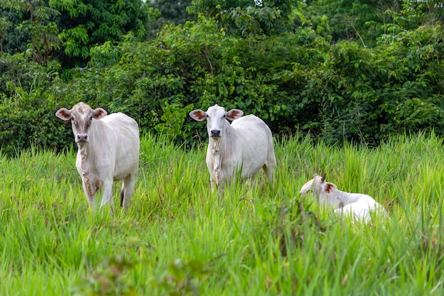 Vaches dans un champ d'herbe verte Fixant la mise au point sélective de l'appareil photo