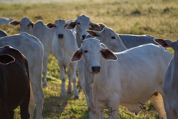 Vaches dans un champ d'herbe verte Mise au point sélective