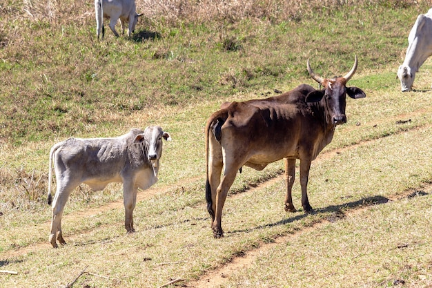 Vaches dans un champ d'herbe verte