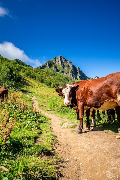Photo vaches dans un champ de montagne. le grand-bornand, haute-savoie, france