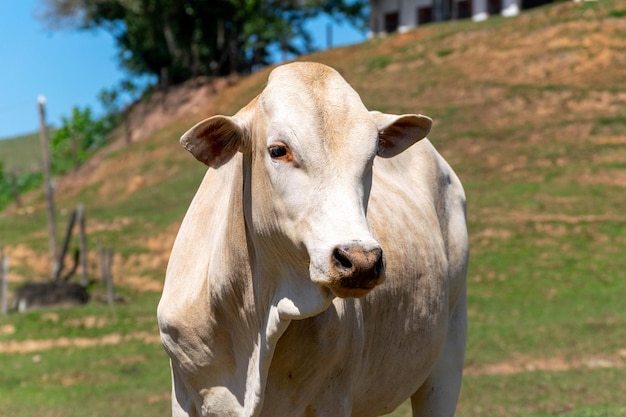 Vaches dans un champ paissant Focus sélectif