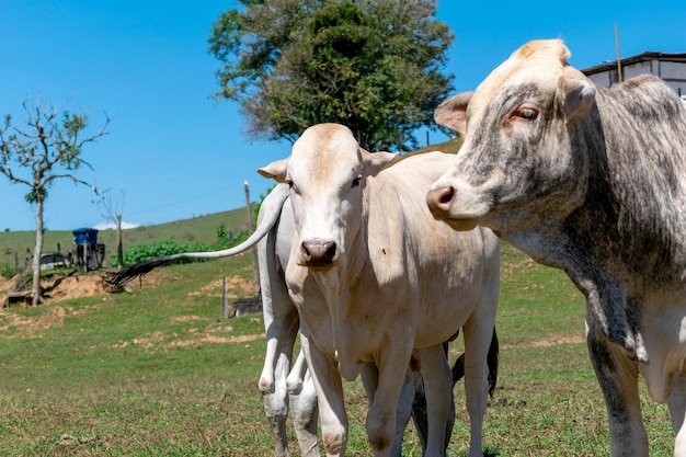 Vaches dans un champ paissant Focus sélectif