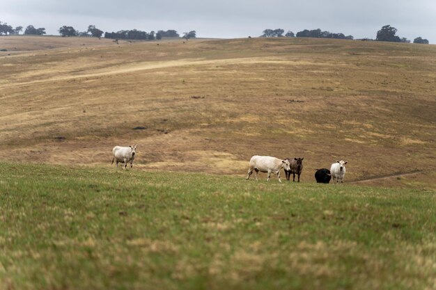 vaches dans le champ paissant sur l'herbe et le pâturage en Australie sur un ranch agricole Le bétail mangeant du foin et de l'ensilage comprend le speckle park Murray grey angus Brangus hereford wagyu vaches laitières