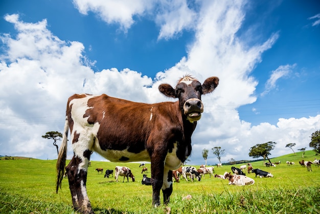 Vaches dans le champ vert