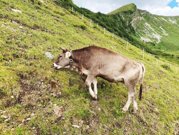 Des vaches dans un champ