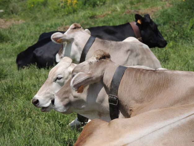 Photo des vaches dans un champ