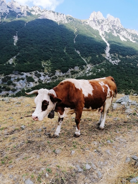 Photo des vaches dans un champ