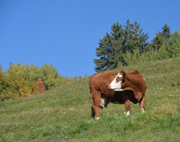 Photo des vaches dans un champ