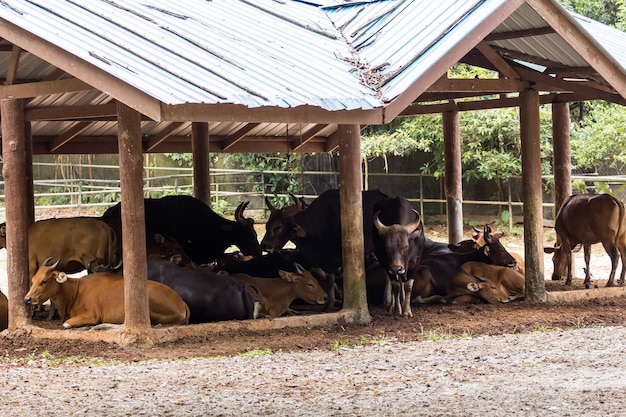 Les vaches dans le champ