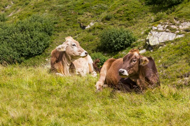 Photo des vaches dans un champ