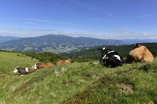 Photo des vaches dans un champ