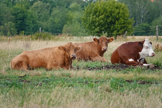 Photo des vaches dans un champ