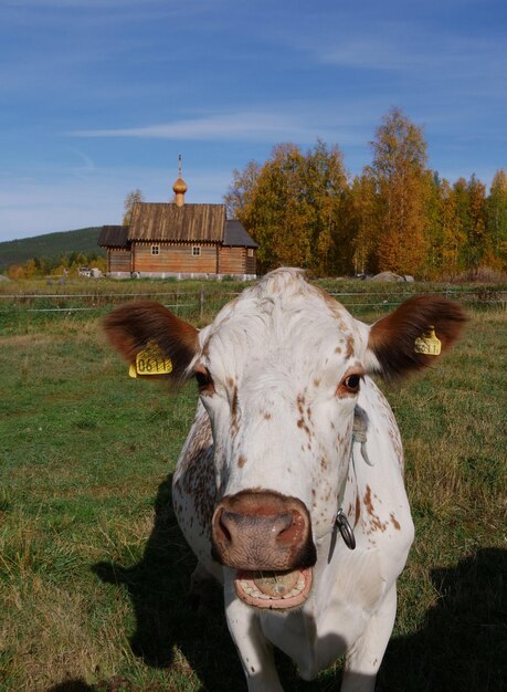 Photo des vaches dans un champ