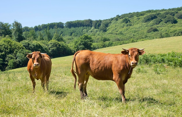 Photo des vaches dans un champ