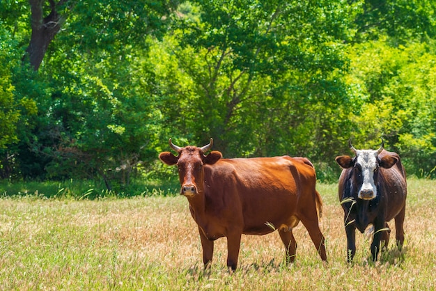 Vaches dans une clairière en forêt