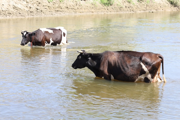 Vaches dans l'eau de la rivière en été