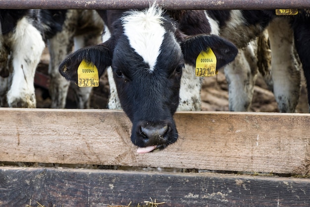 Vaches dans un enclos sur une ferme laitière. Notion agricole. Agriculture et élevage.