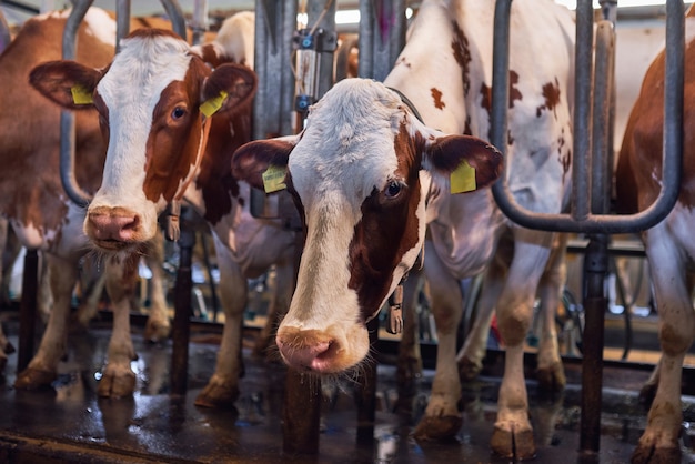 Vaches dans une ferme. Vaches laitières dans une ferme.