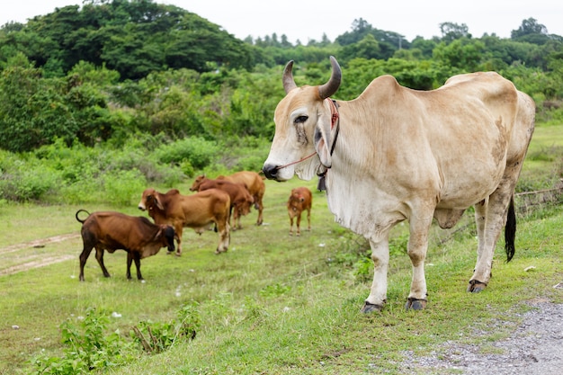 vaches dans la ferme