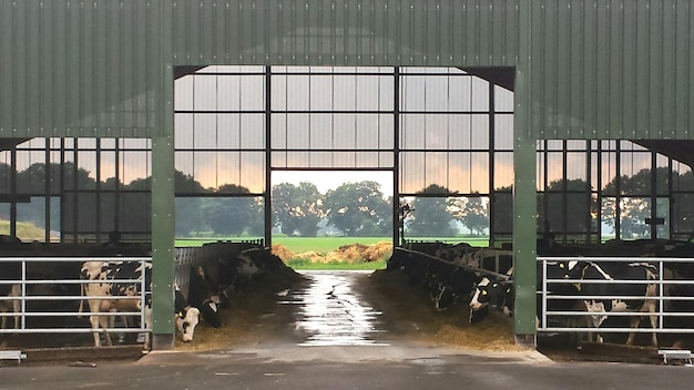 Photo les vaches dans la grange