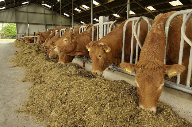 Vaches dans une grange