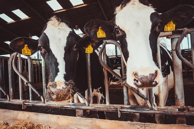 Photo des vaches dans un hangar