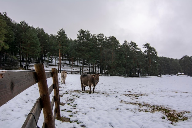 Vaches dans les montagnes enneigées