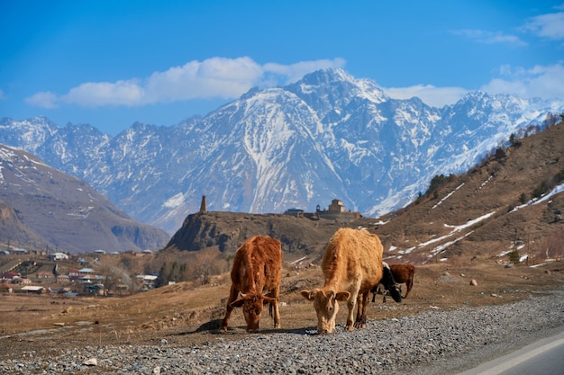 Vaches dans les montagnes de Géorgie. Les animaux paissent le long de la route. Incroyable paysage de montagne en arrière-plan