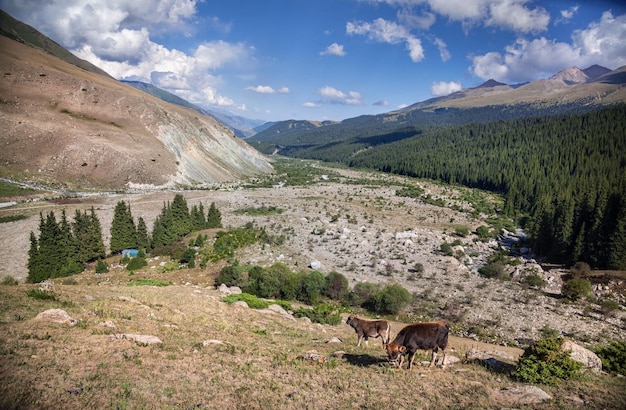 Vaches dans les montagnes