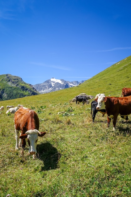 Vaches dans les pâturages alpins, Pralognan la Vanoise, Alpes Françaises