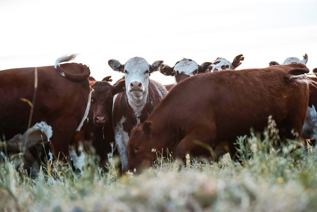 Vaches dans le paysage de la pampa Countrysidein Argentine