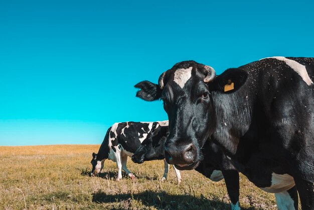 Vaches dans le paysage de la pampa Patagonie